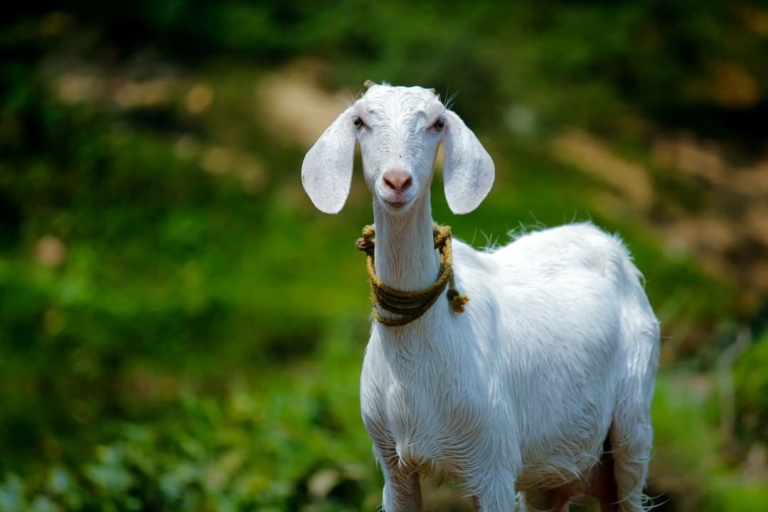 Picture of a goat